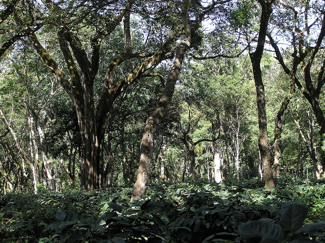 Indian coffee plantation — shade-grown coffee in the Western Ghats