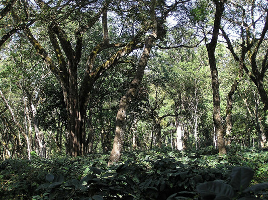 Indian coffee plantation — shade-grown coffee in the Western Ghats
